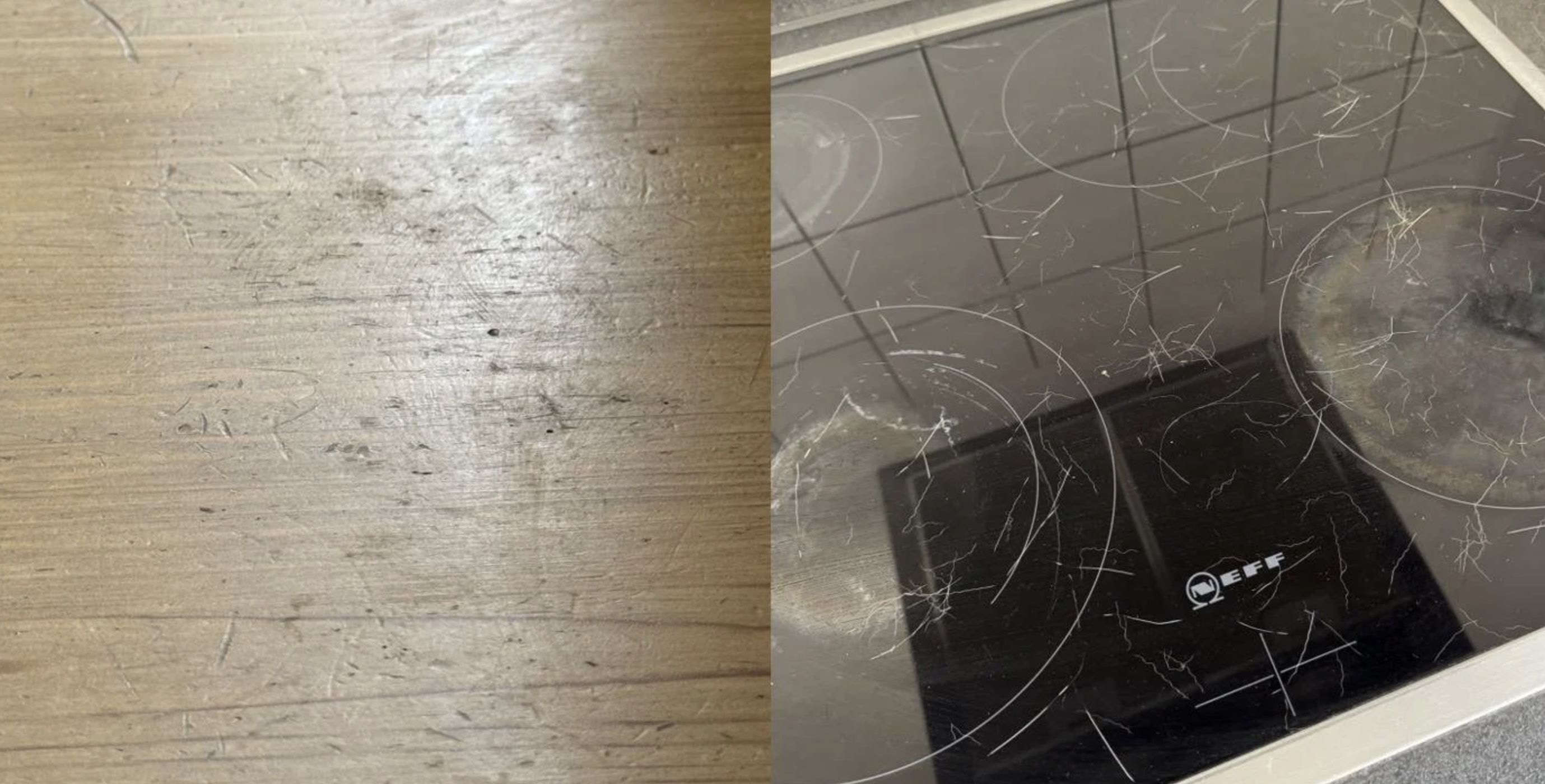 The cat was here