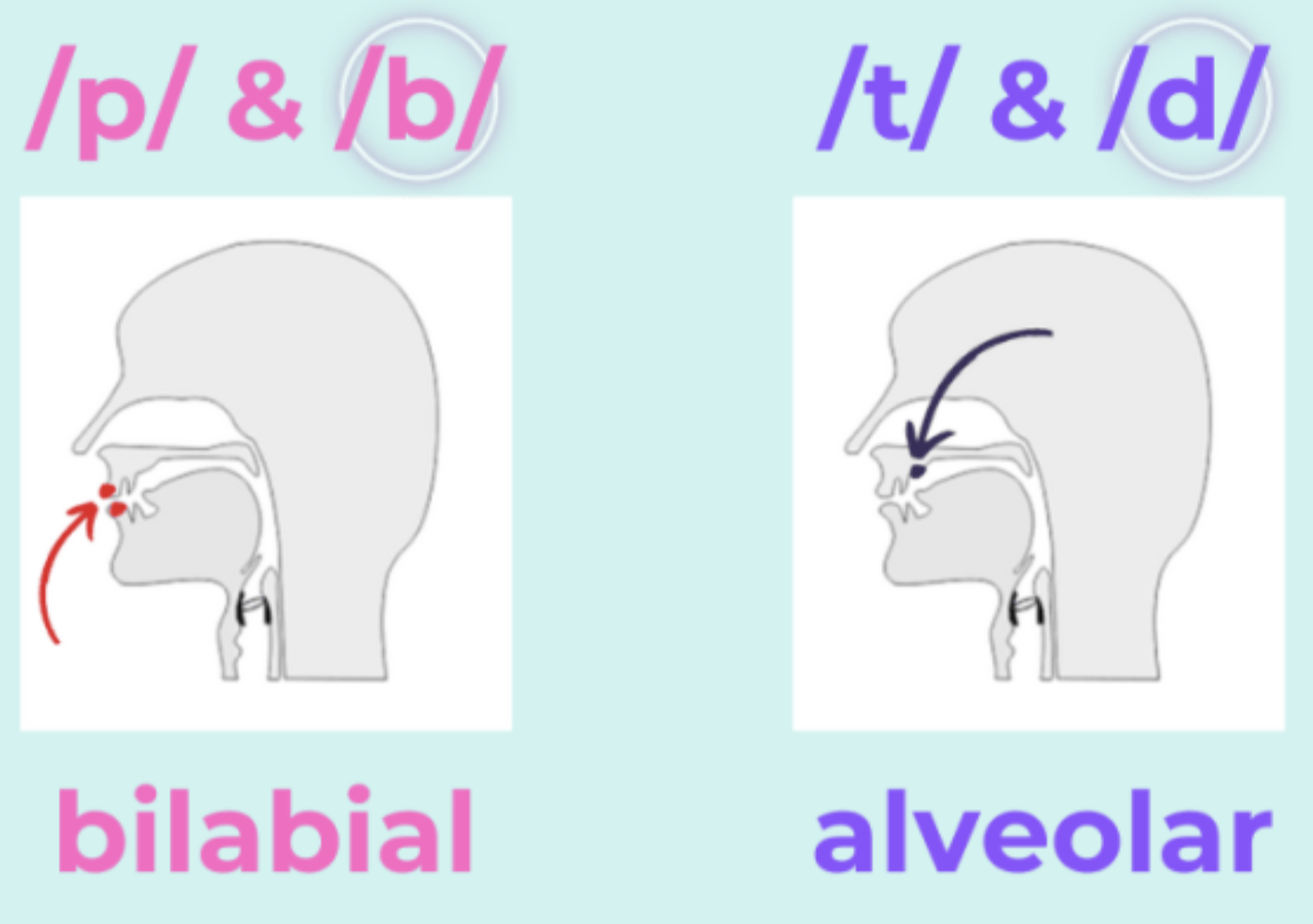 Place of articulation for plosives